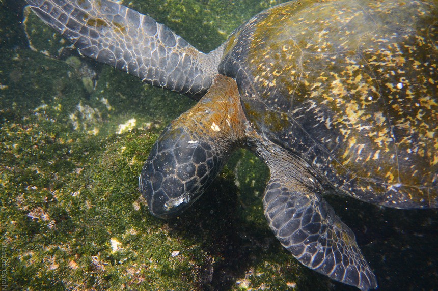 Masood-Galapagos-20140402-10-DSC 0217.jpg
