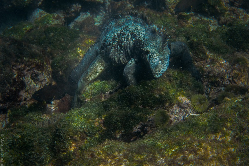 Masood-Galapagos-20140403-10-DSC 0309.jpg