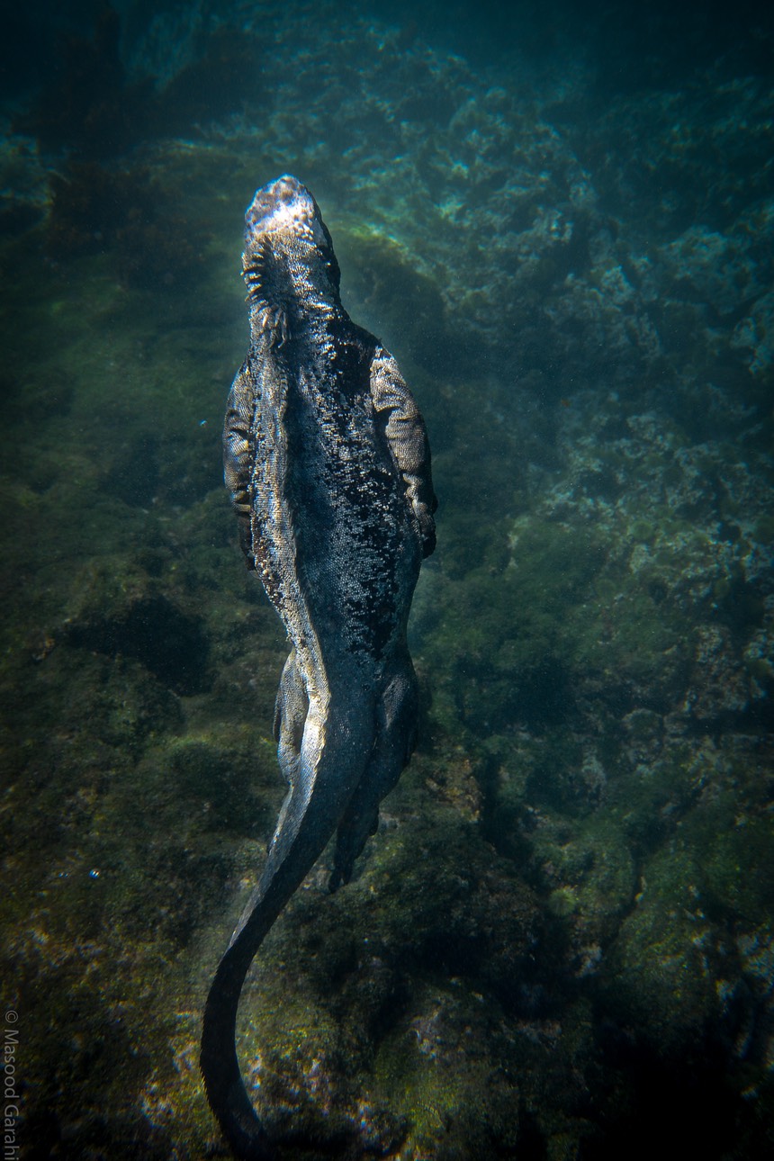 Masood-Galapagos-20140403-10-DSC 0329.jpg