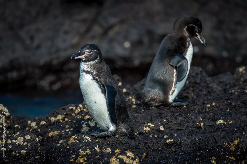 Masood-Galapagos-20140411-05- M7A2218.jpg