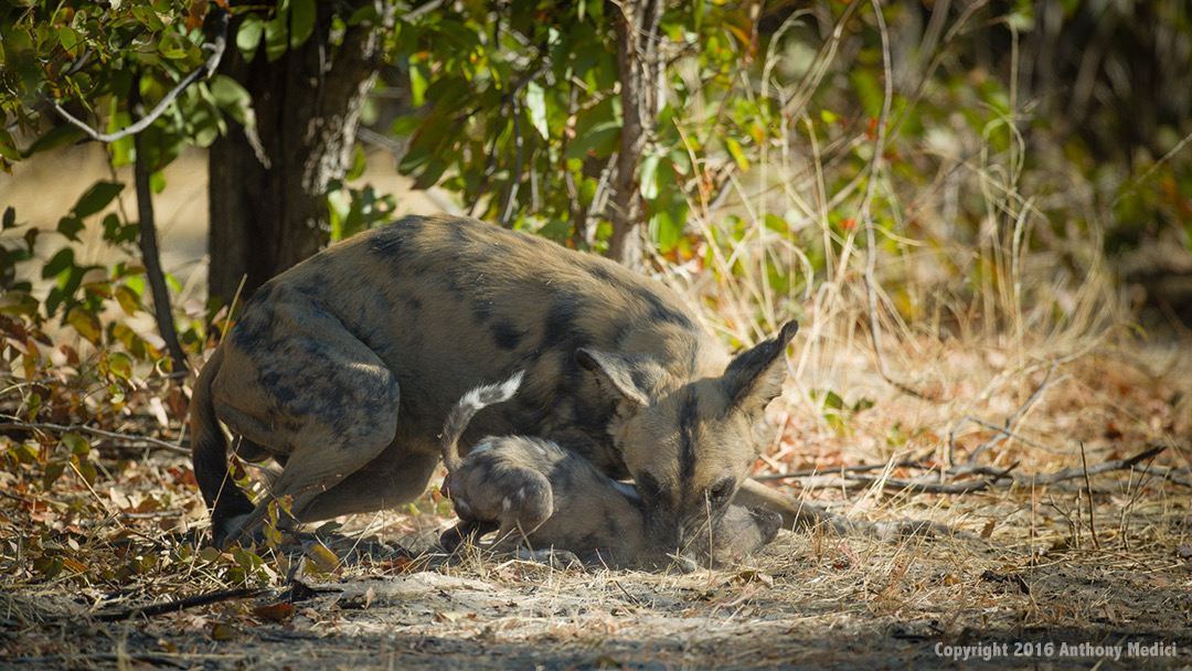 0804-Moremi-Khwai-Hyena-Pan-20160804-1549-AnthonyMedici-81A09869.jpg