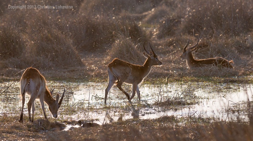 20130821-Botswana-1336.jpg