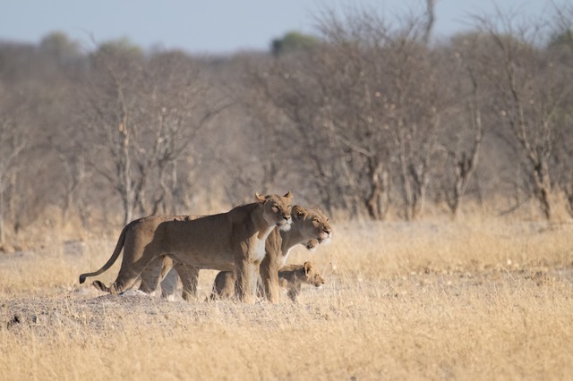 Botswana - Chobe - Savuti -20230928-0717-AnthonyMedici-Z80 6927