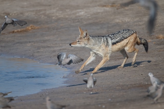 Botswana - Chobe - Savuti -20230927-1644-AnthonyMedici-Z80 6341