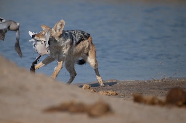 Botswana - Chobe - Savuti -20230928-0723-AnthonyMedici-Z80 7084