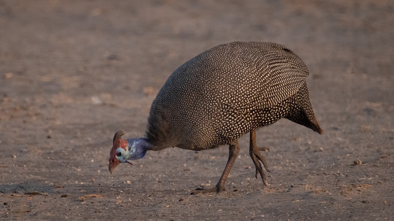 Botswana - Chobe - Savuti -20230927-1716-AnthonyMedici-Z80 6352