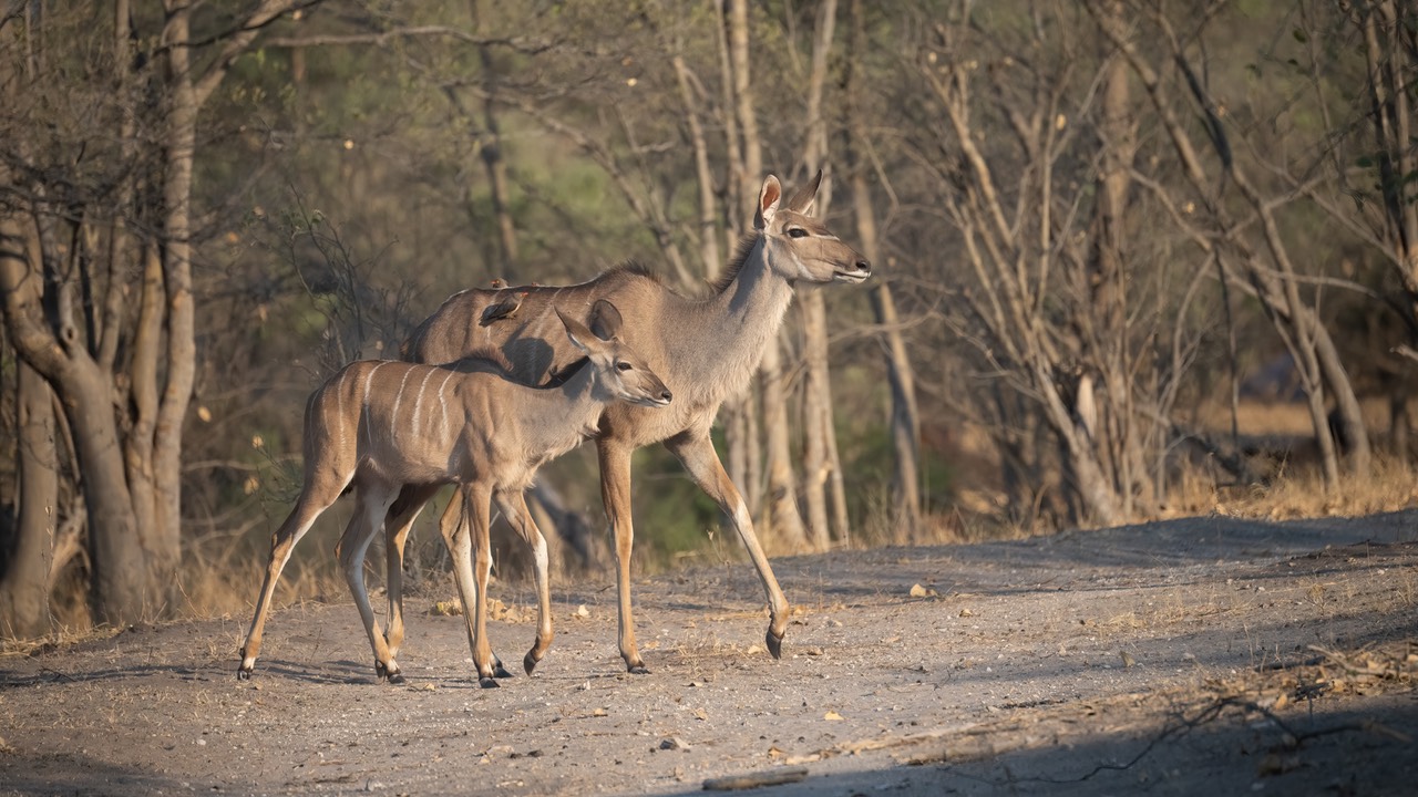 Botswana - Chobe - Savuti -20230929-0707-AnthonyMedici-Z80 8929