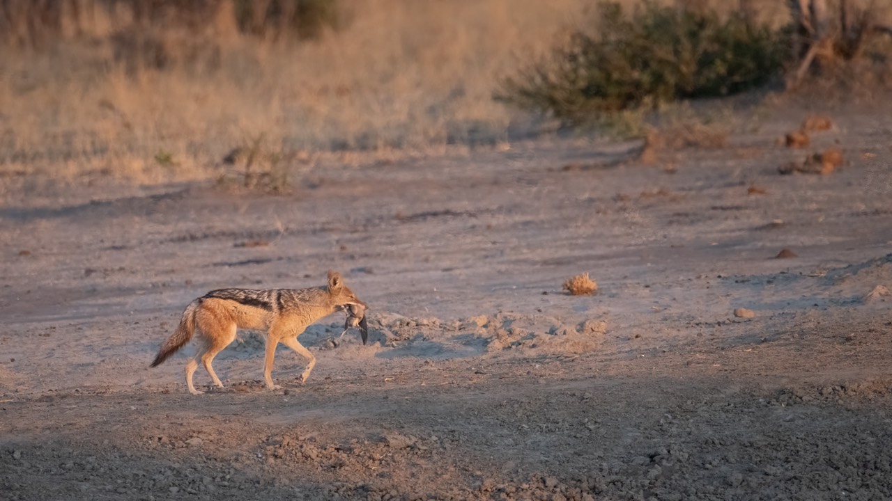 Botswana - Chobe - Savuti -20230929-0747-AnthonyMedici-Z90 4510