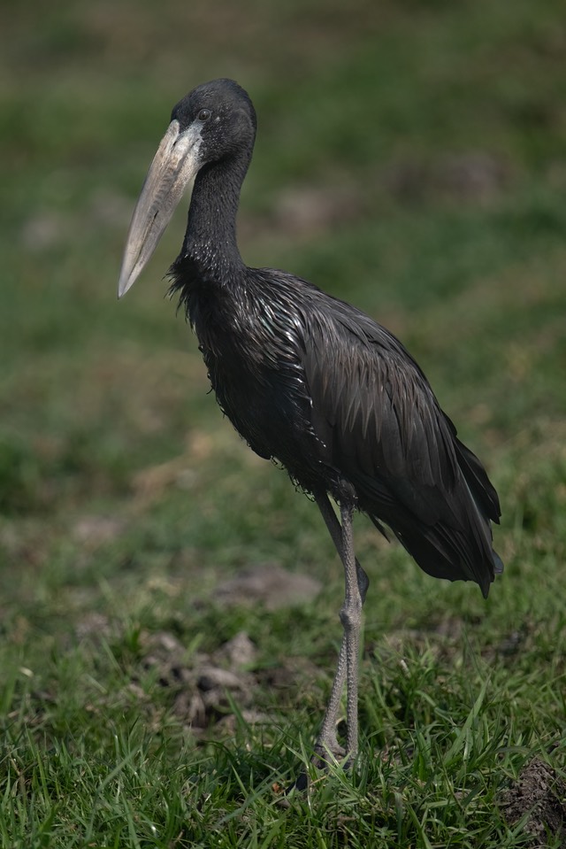 Botswana - Chobe - Serondella -20230930-1353-AnthonyMedici-Z90 6850