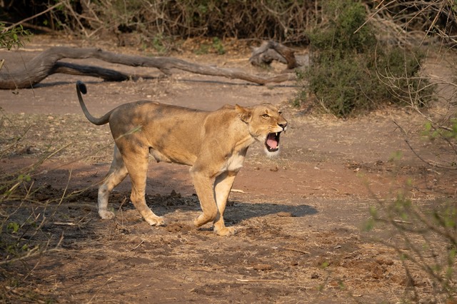 Botswana - Chobe - Serondella -20230930-1416-AnthonyMedici-Z80 0185