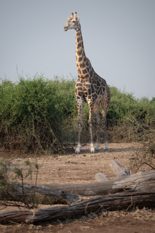 Botswana - Chobe - Serondella -20230930-1519-AnthonyMedici-Z80 1144