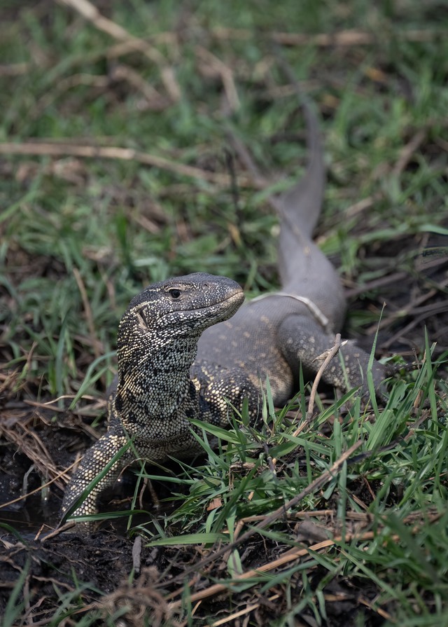 Botswana - Chobe - Serondella -20230930-1353-AnthonyMedici-Z90 6850