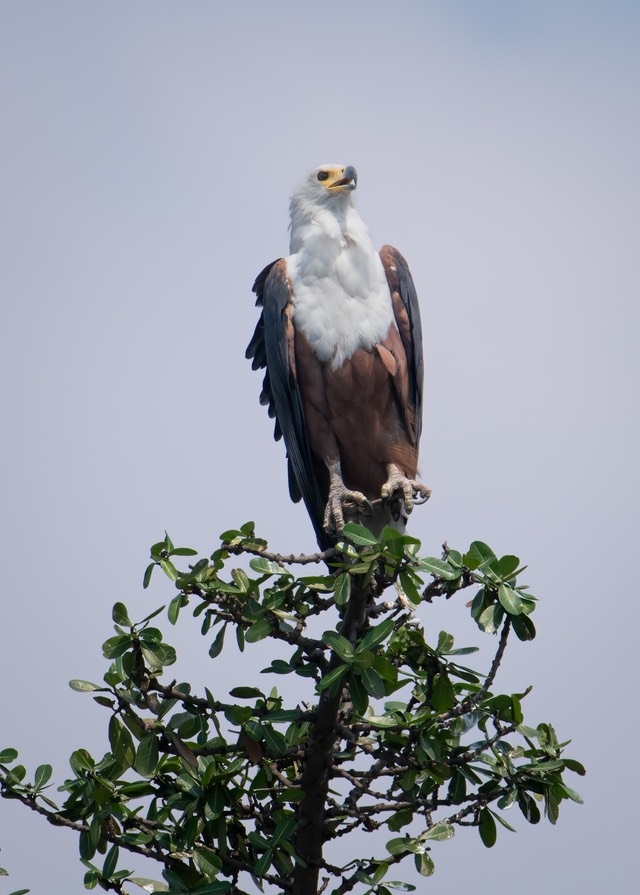 Botswana - Chobe - Serondella -20230930-0812-AnthonyMedici-Z80 9528