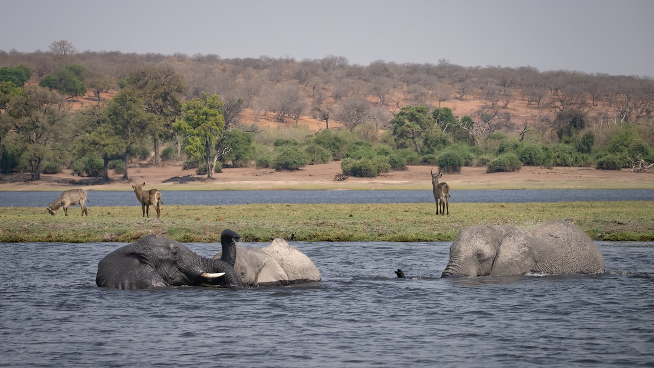 Botswana - Chobe - Serondella -20230930-1445-AnthonyMedici-Z90 7190