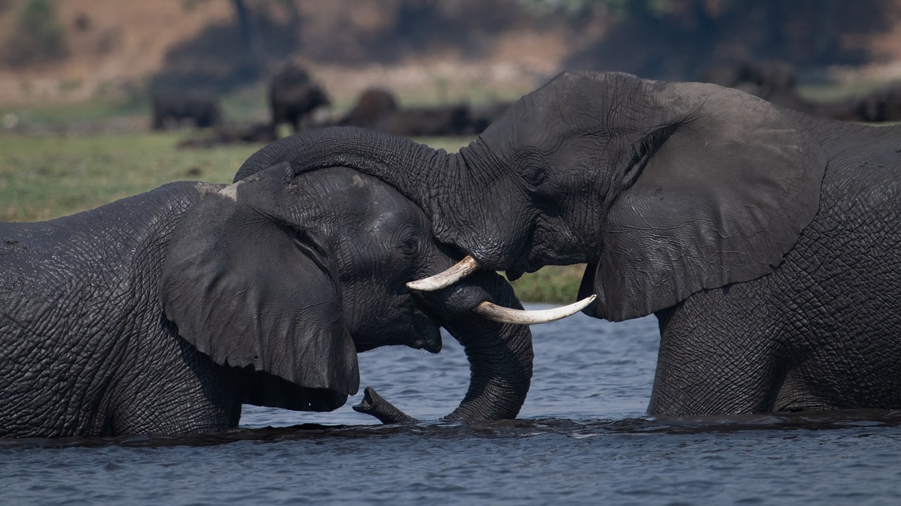 Botswana - Chobe - Serondella -20230930-1449-AnthonyMedici-Z80 0626