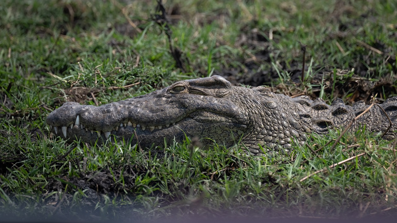 Botswana - Chobe - Serondella -20230930-1342-AnthonyMedici-Z90 6764