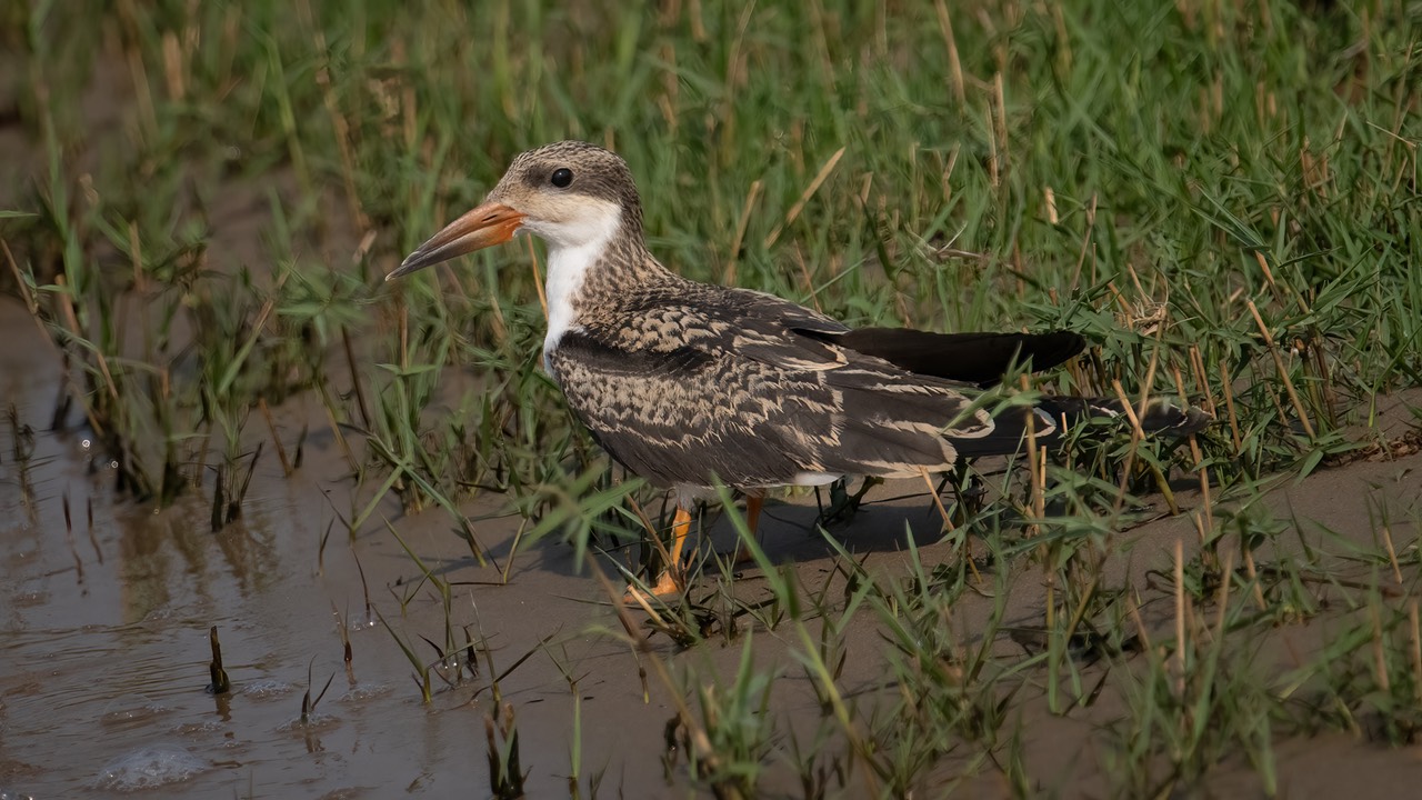 Botswana - Chobe - Serondella -20230930-1533-AnthonyMedici-Z80 1412