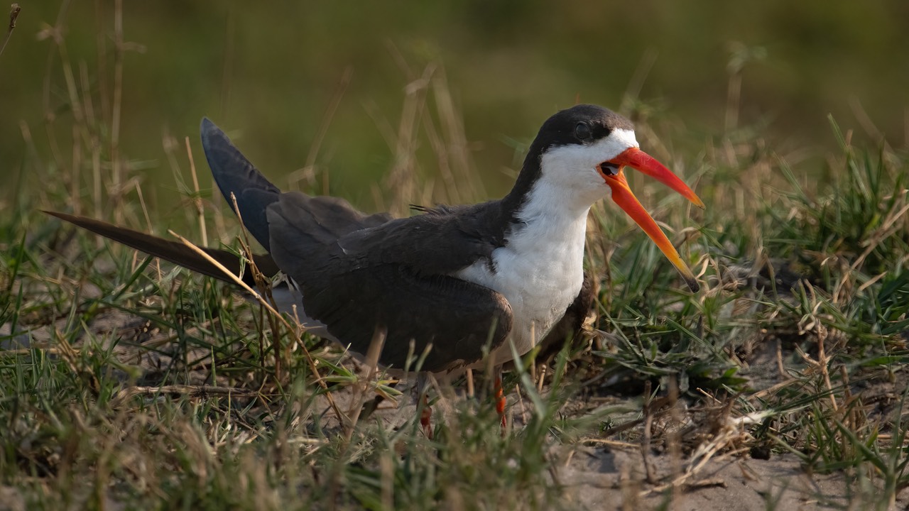 Botswana - Chobe - Serondella -20230930-1533-AnthonyMedici-Z80 1422