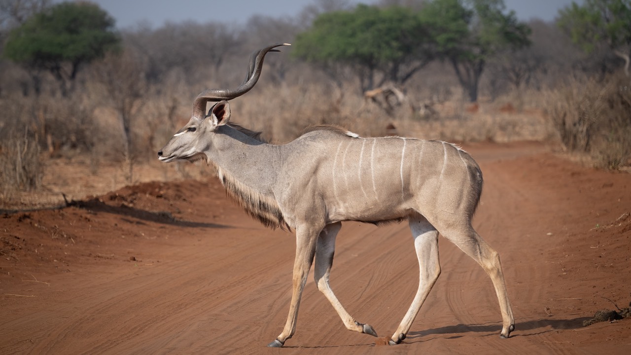 Botswana - Chobe - Serondella -20230930-0822-AnthonyMedici-Z80 9580