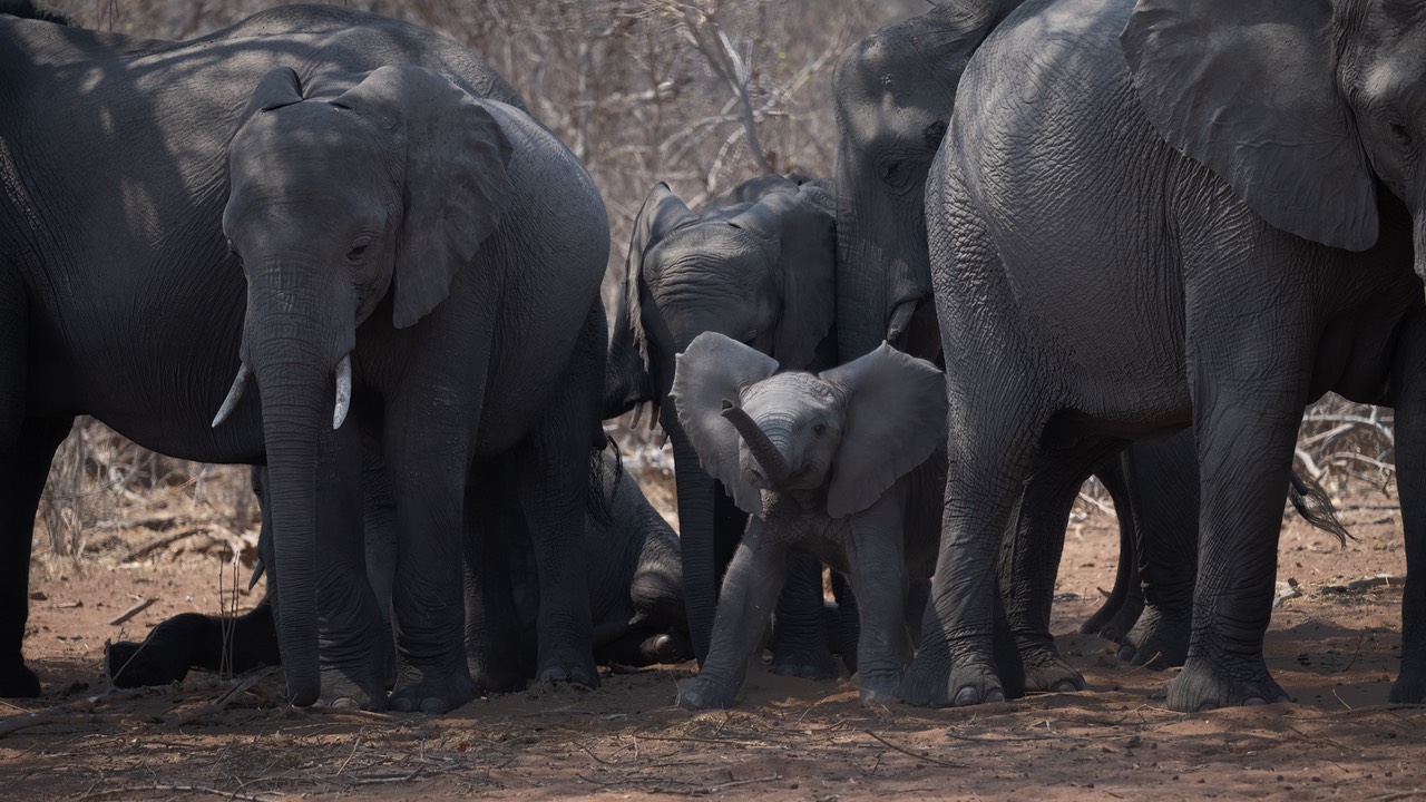 Botswana - Chobe - Serondella -20230930-1037-AnthonyMedici-Z80 9625