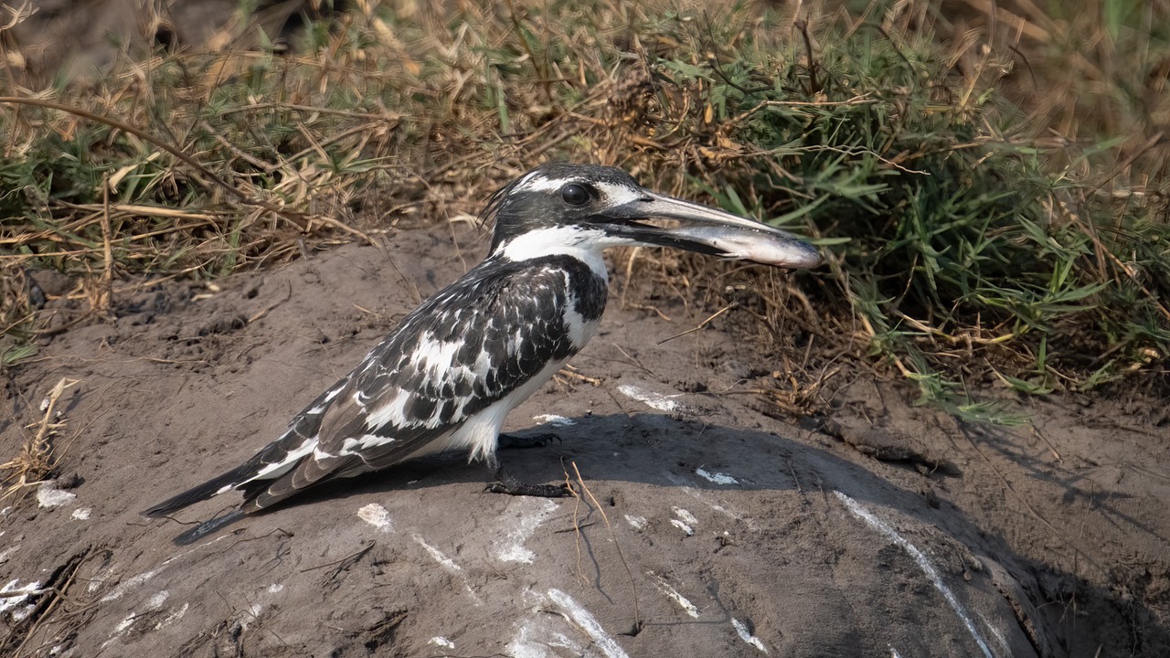 Botswana - Chobe - Serondella -20230930-1555-AnthonyMedici-Z80 1880