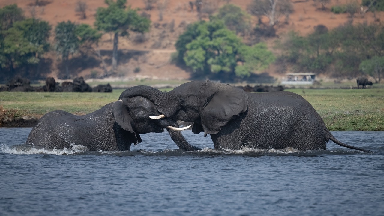 Botswana - Chobe - Serondella -20230930-1449-AnthonyMedici-Z90 7637