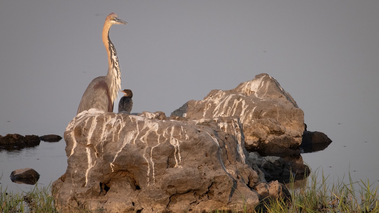 Botswana - Chobe - Serondella -20230929-1607-AnthonyMedici-Z90 5445