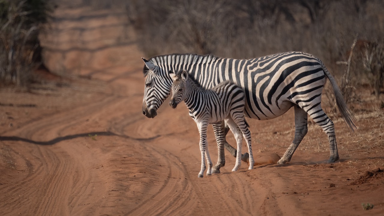 Botswana - Chobe - Serondella -20230930-0637-AnthonyMedici-Z80 9514