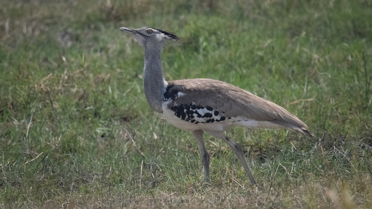 Botswana - Chobe - Serondella -20230930-0821-AnthonyMedici-Z80 9560