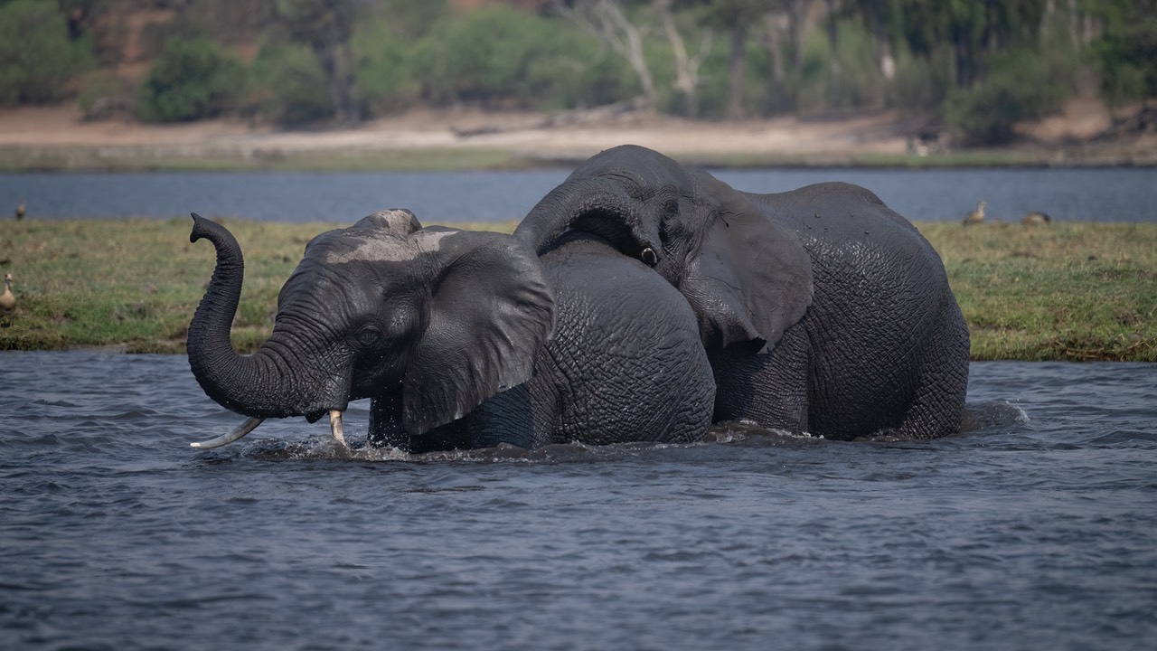 Botswana - Chobe - Serondella -20230930-1037-AnthonyMedici-Z80 9636