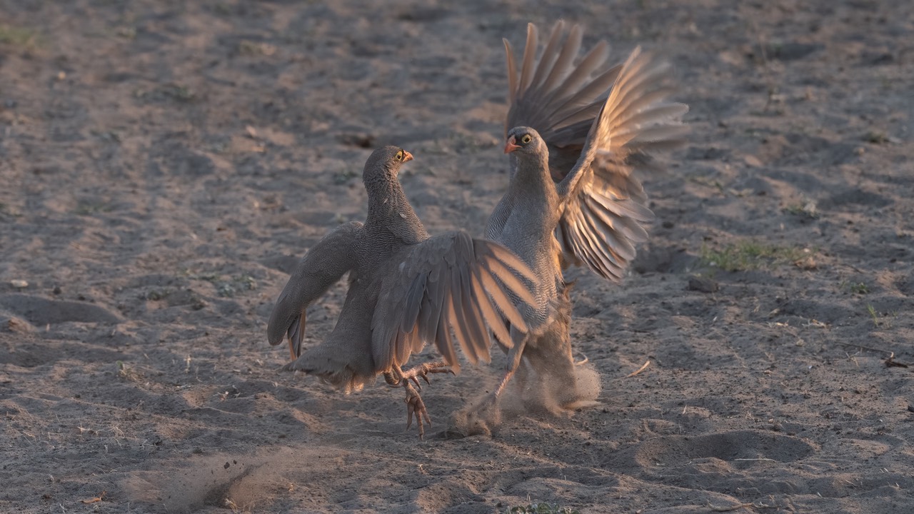 Botswana - Chobe - Serondella -20230930-0637-AnthonyMedici-Z80 9514