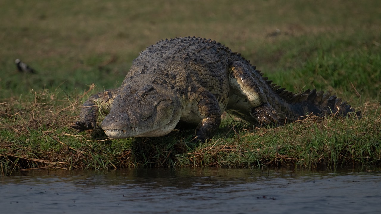 Botswana - Chobe - Serondella -20230930-1503-AnthonyMedici-Z90 8050