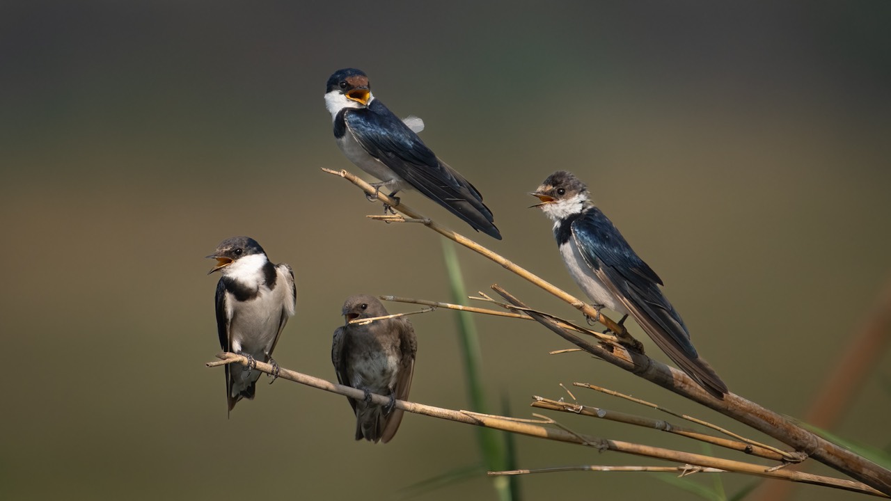 Botswana - Chobe - Serondella -20230930-1533-AnthonyMedici-Z80 1412