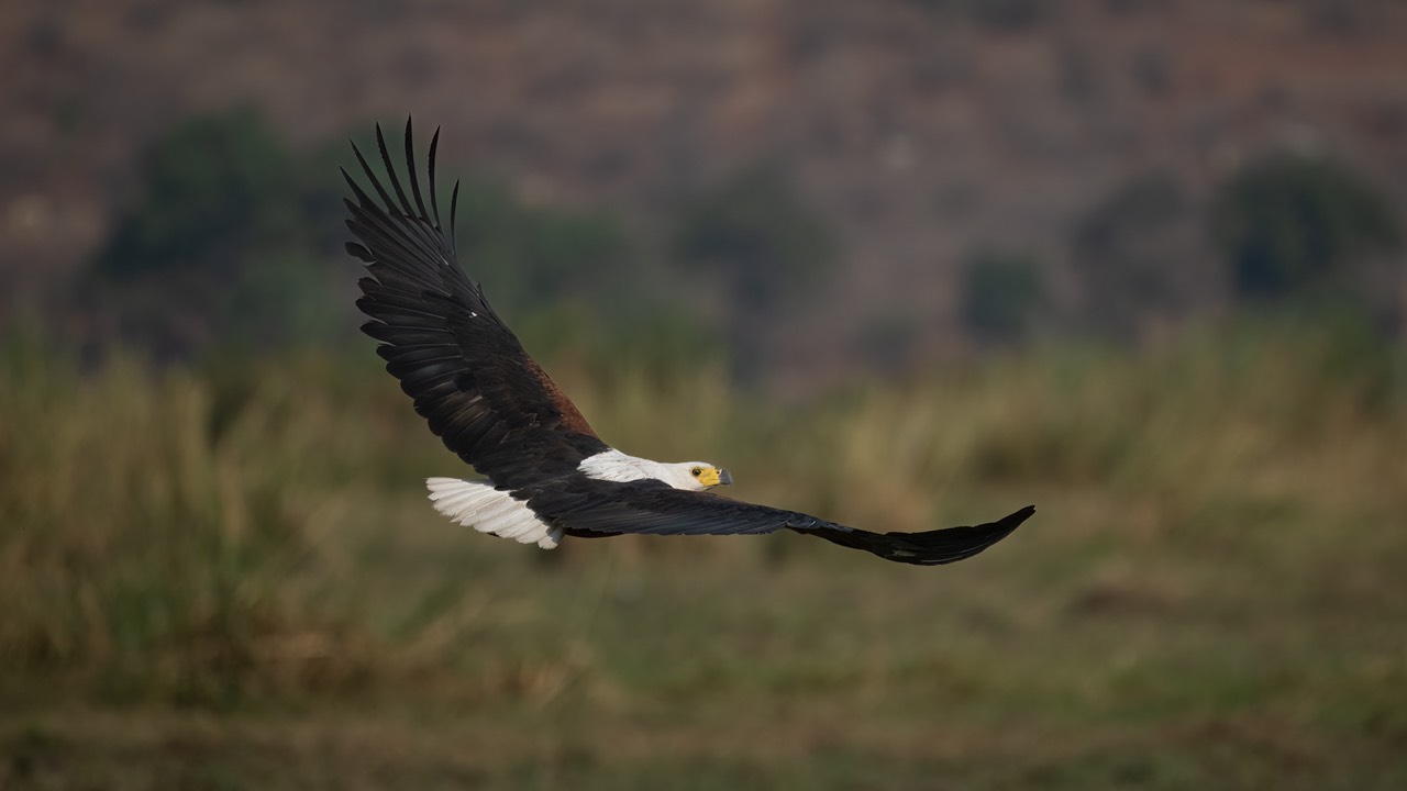 Botswana - Chobe - Serondella -20230930-1533-AnthonyMedici-Z80 1422