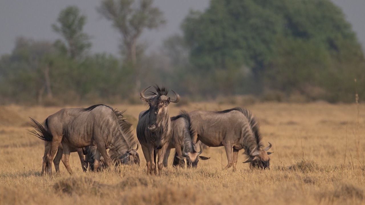 Botswana - Moremi - Xakanaxa -20230923-0147-AnthonyMedici-Z80 1151