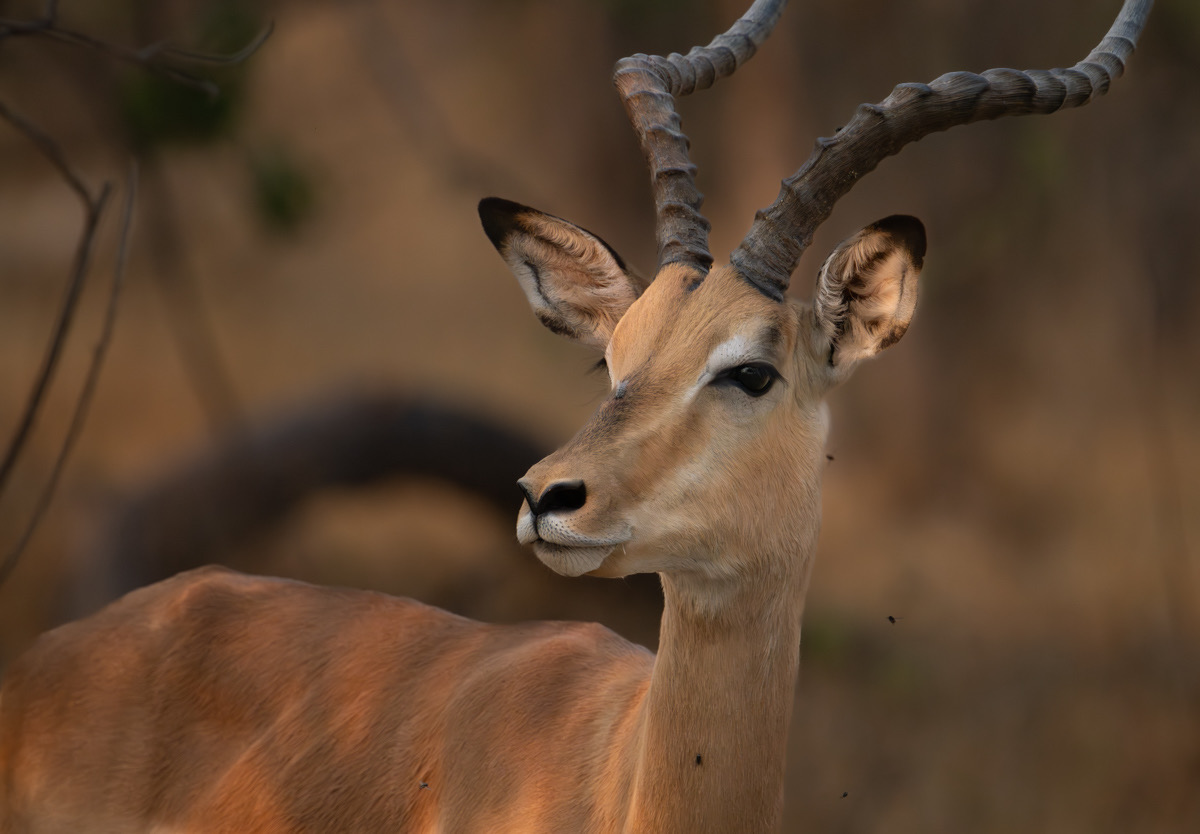 Botswana - Moremi - Xakanaxa -20230922-1123-AnthonyMedici-Z80 0411-Enhanced-NR