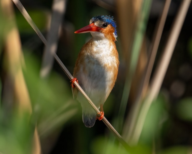 Botswana - Okavango - Xugana -20230926-1654-AnthonyMedici-Z80 3872