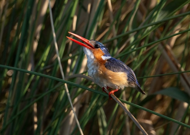 Botswana - Okavango - Xugana -20230926-1726-AnthonyMedici-Z80 4695