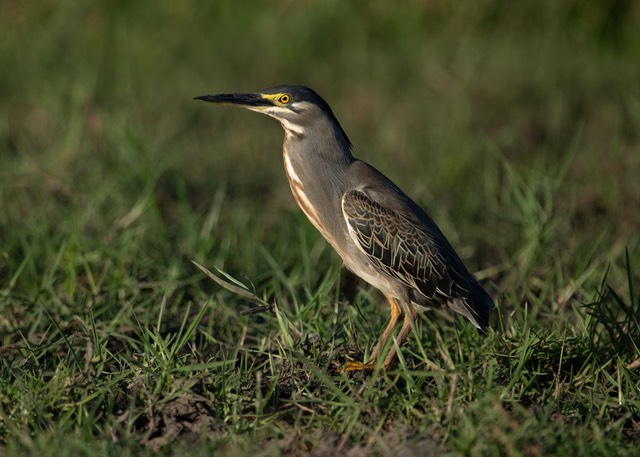 Botswana - Okavango - Xugana -20230926-1737-AnthonyMedici-Z80 5372