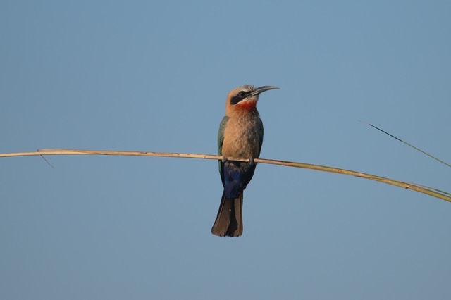 Botswana - Okavango - Xugana -20230926-1744-AnthonyMedici-Z80 5496