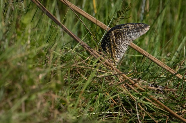 Botswana - Okavango - Xugana -20230926-1710-AnthonyMedici-Z80 4192