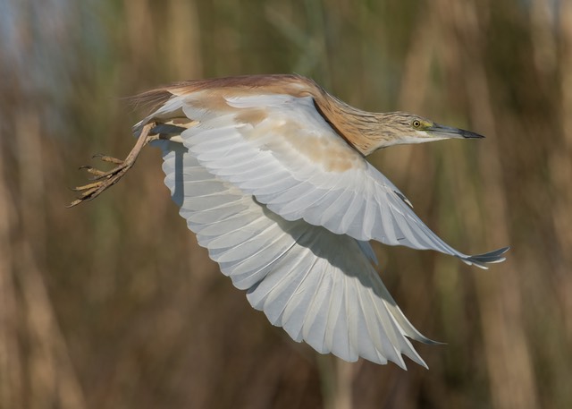 Botswana - Okavango - Xugana -20230926-1712-AnthonyMedici-Z80 4335