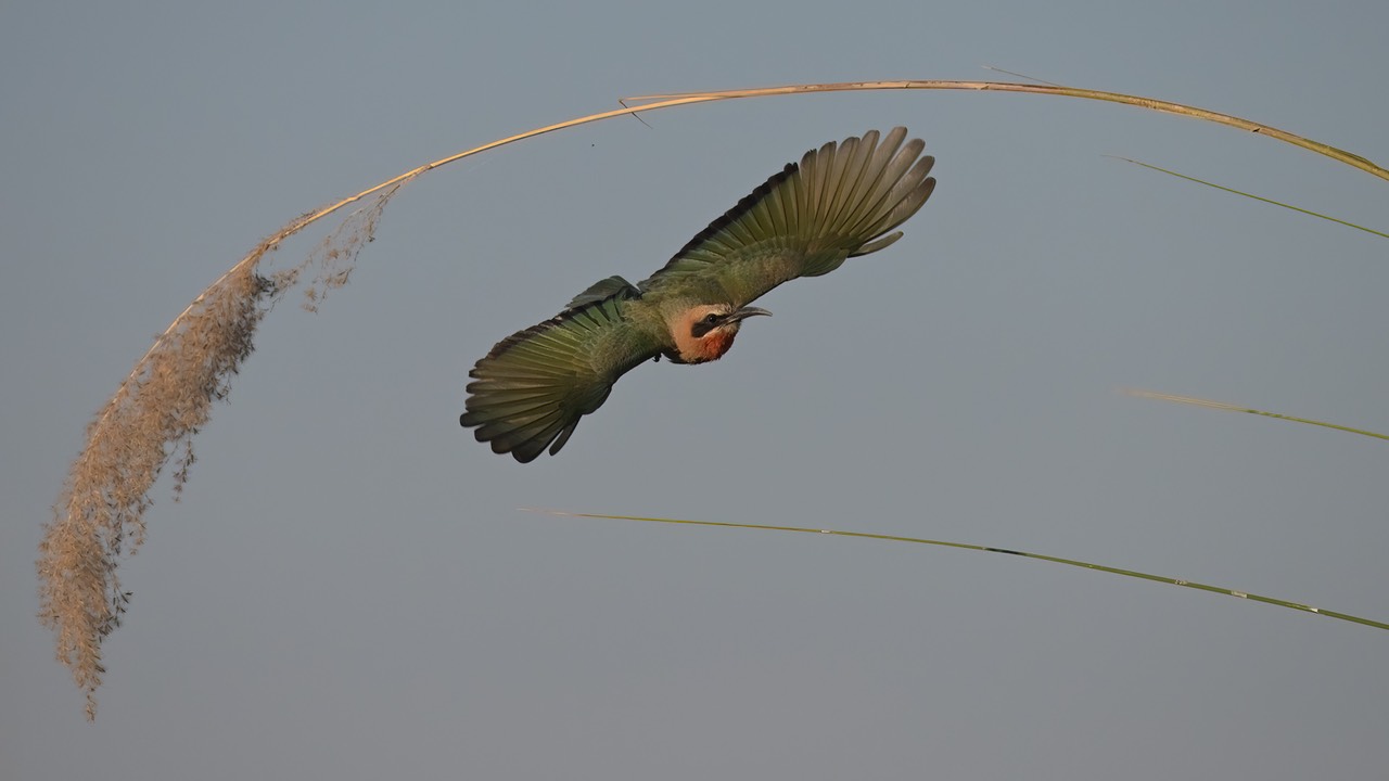 Botswana - Okavango - Xugana -20230926-1747-AnthonyMedici-Z90 1128