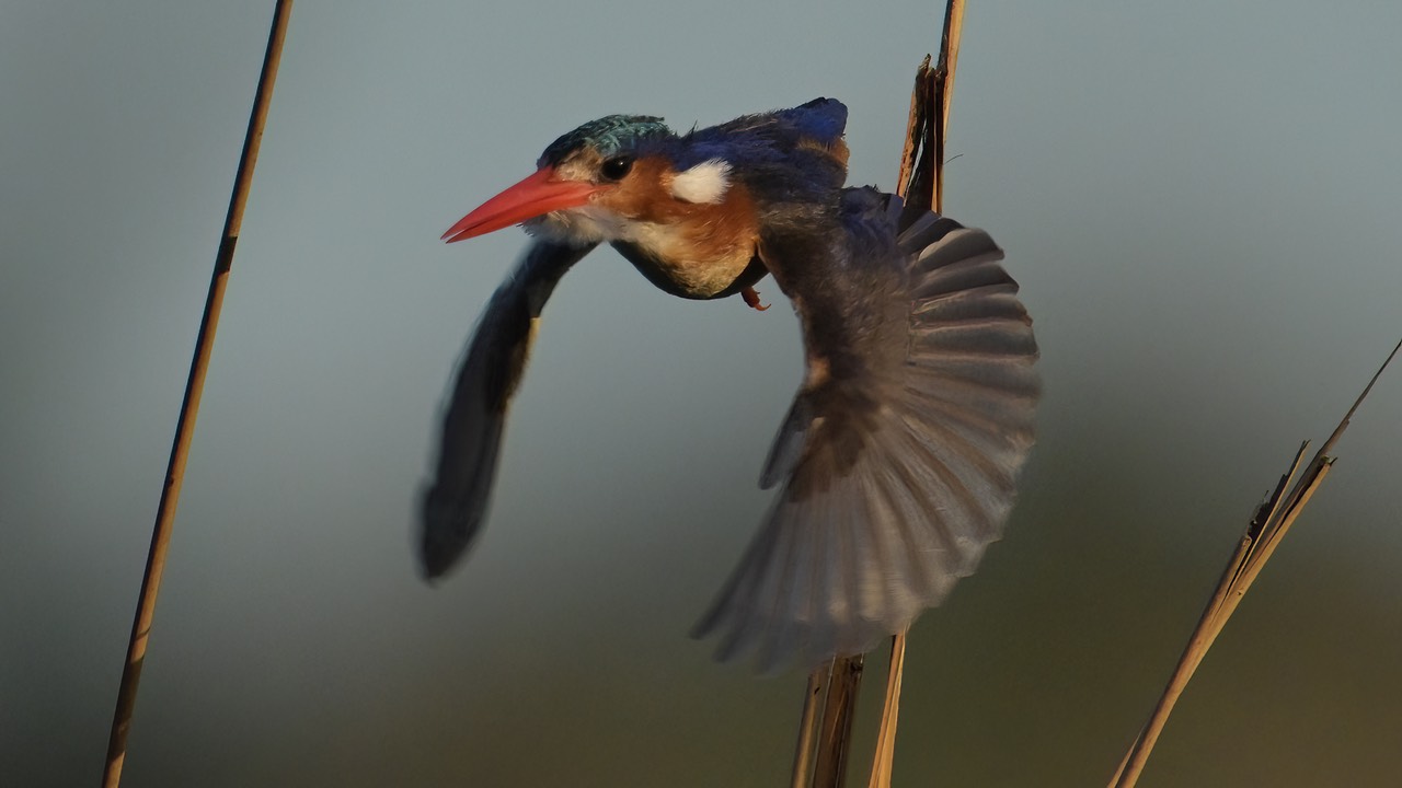 Botswana - Okavango - Xugana -20230926-1801-AnthonyMedici-Z80 5763