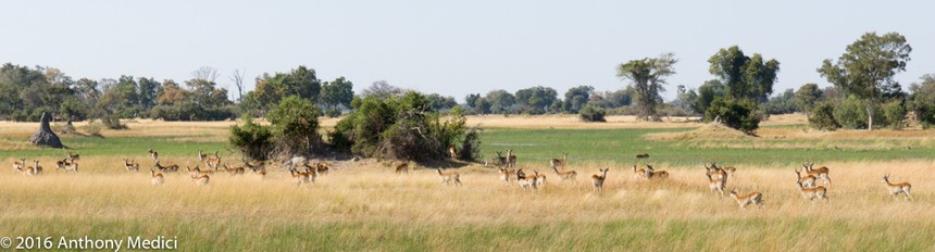 bythom 8-11-okavango-am-1.jpg