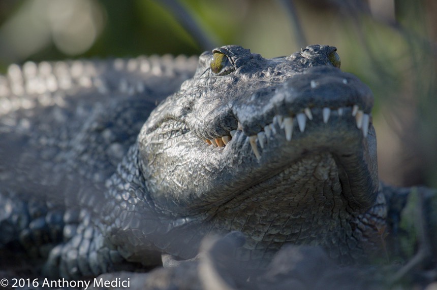 bythom 8-11-okavango-am-3.jpg