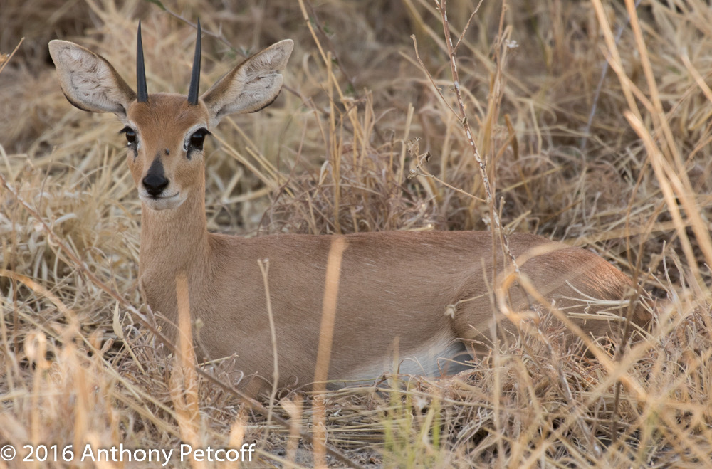 bythom 8-13-okavango-ap-2.jpg