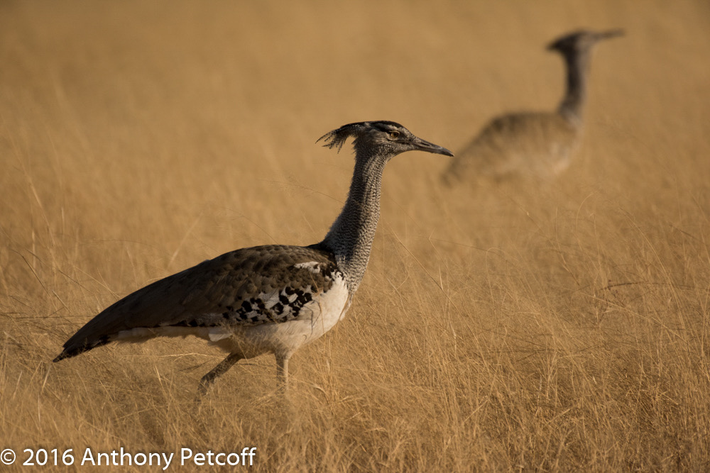 bythom 8-13-okavango-ap-3.jpg