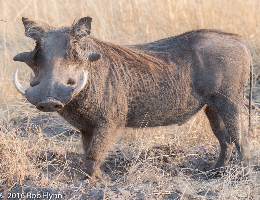 bythom 8-16-okavango-bf-5.jpg