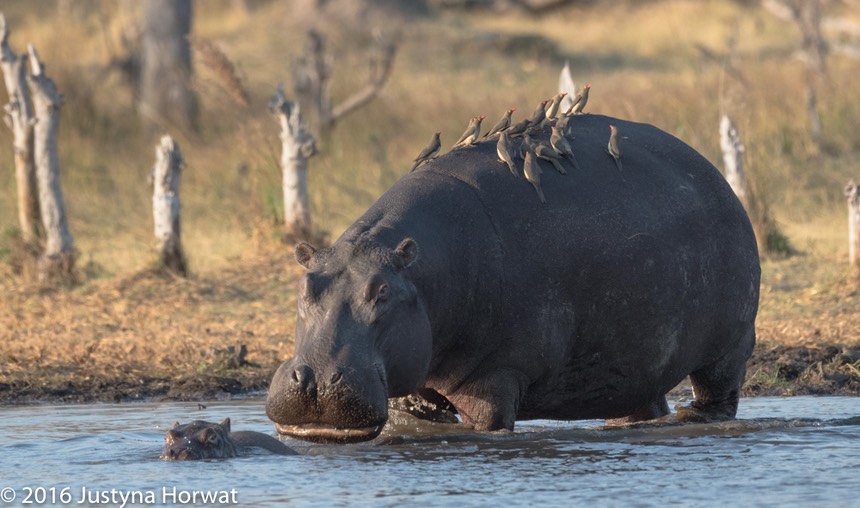 bythom 8-16-okavango-jh-5.jpg